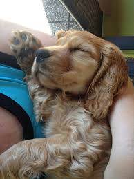Cocker Spaniel Puppies Need A Lot Of Sleep Spaniel Puppies Dogs Cocker Spaniel