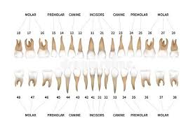 Human Dentition Full Infographic Chart With Teeth Numbers For Upper And Lower Jaws Isolated On White Vector Illustr Dental Charting Teeth Diagram Teeth Anatomy