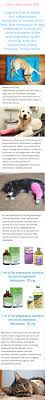 100ml Meloxicam Cattle Pig Goats Sheep Horses Dog Cats Analogue Meloxidyl Orocam Loxicom Conzol Metacam Zoovetpets Musculoskeletal System Inflammatory Cats