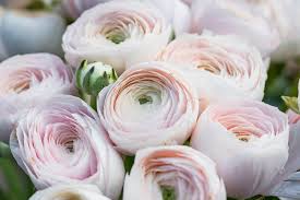 Anche oggi le rose bourbon possono suddividersi in grandissimi fiori di color rosso. Ranuncolo Tutto Su Coltivazione Cure E Consigli