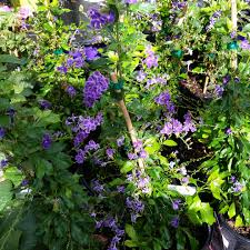 Maybe you would like to learn more about one of these? Duranta Erecta Sapphire Showers Picotee Sky Flower In Gardentags Plant Encyclopedia