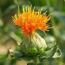 A Safflower Flower Carthamus Tinctorius A Thistle Plants August Flowers Thistle Flower