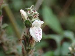 Image result for Isoglossa milanjiensis