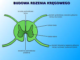 Również tu rdzeń kręgowy pełni istotną rolę. Scholaris Budowa Rdzenia Kregowego