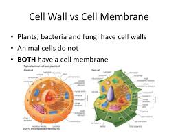 Maybe you would like to learn more about one of these? Chapter 4 Cell Structure