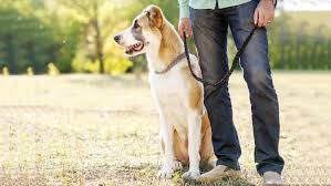Here's how to get started in training your puppy, including how to find a trainer and what methods to use. Tail Of Success Top Rated Dog Trainer In Bakersfield California