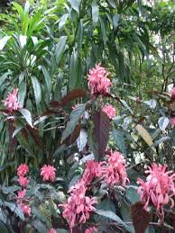 Image result for Justicia carnea