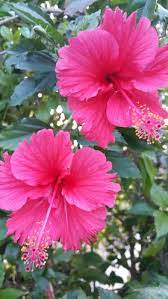 Hibiscus Hibiscus Plant Beautiful Flowers Pictures Beautiful Rose Flowers