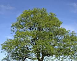 Green Ash Tree Pros and Cons - 12 Facts You Need to Know