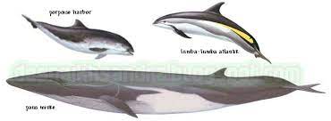 Tapi kalian tau gak kalau cara atau posisi hewan saat tidur itu beragam banget loh! Waktu Solat Malaysia Waktu Solat Dot Net