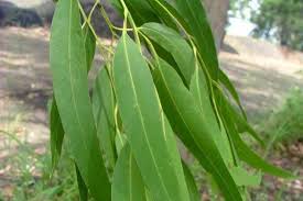 Image result for Eucalyptus citriodora