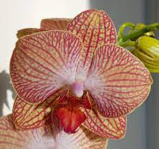 Орхидея равелло