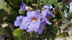 Image result for Anisosepalum