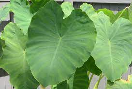 Maybe you would like to learn more about one of these? Shop Mammoth Elephant Ear Roots Colocasia Esculenta Shipping Included Strongly Deer Resistant And Repellent And Other Seeds At Harvesting History