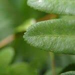 Image result for Pteris similis