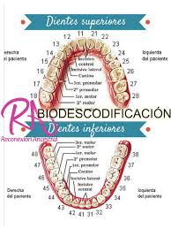 Biodescodificacion De Los Sintomas En Los Dientes Reconexion Ancestral