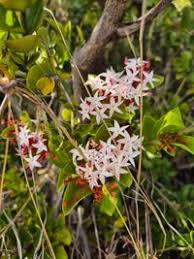 Image result for Carissa spinarum