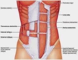 Diagrams Abdominal Muscles Diagram Best Core Workouts Lower Ab Workouts Abs Workout