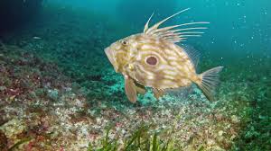 Maybe you would like to learn more about one of these? Sering Bikin Rancu Dengan Patin Segini Harga Ikan Dori Hidup Di Pasaran Kursrupiah Net
