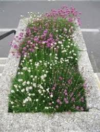 Pin Op Planten Combinaties