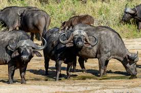 African Buffalo - South African Wildlife Guide