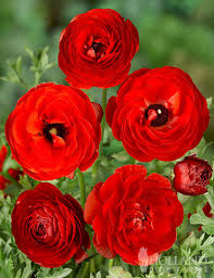 Image result for Ranunculus  cooleyae