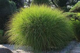 Feinhalm Chinaschilf Gracillimus 1m Breit X 1 50 M Hoch Sonne Chinaschilf Stauden Ziergras