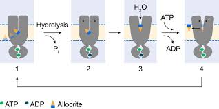 Image result for P-Glycoprotein