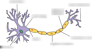 Tender points of fibromyalgia, medical drawing. Neuron Labeling Anatomy Nervous System Test Diagram Quizlet