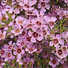 Pinky Lavender Wax Flower Fiftyflowers Com Wax Flowers Freesia Flowers Paper Flowers Diy