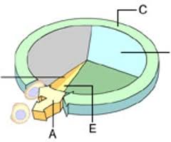 chapter 12 mastering bilogy Flashcards Quizlet