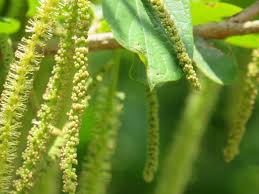 Image result for Antidesma venosum