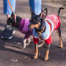 anna bessmertnaya art bess foto i video v instagram tojterer tojskayazhopka tojtererklub tojka tojchik toyterrier club toyterri terrier dogs animals