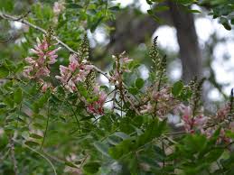 Image result for Indigofera filipes