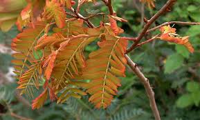 Image result for Brachystegia