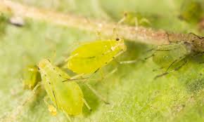 The good news is that they tend to. How To Get Rid Of Aphids In The Garden Homestead Acres