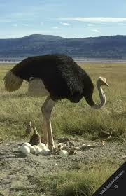 Bird That Looks Like An Ostrich Male Ostrich With Eggs And Chicks Animals Beautiful Animals Ostriches