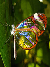 Mobile9 Is An App Store And More Truly Open Truly Social Millions Of Members Are Sharing The Fun A Glasswing Butterfly Glasswinged Butterfly Glass Butterfly