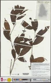 Image result for Rhabdophyllum arnoldianum