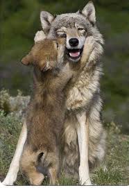 I Love You And I Wanna Give You A Great Big Kiss Wolfinnature Animals Animals Beautiful Animals Wild