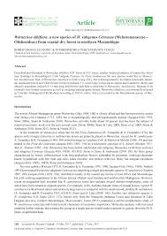 Image result for Warneckea