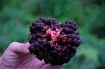 Image result for Sarcophyte sanguinea