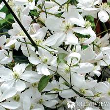 Image result for Clematis dolichopoda