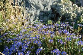 Image result for Felicia aethiopica