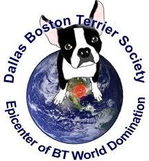 Descended from mixes of white english terriers an english bulldogs, in the early 1800's. Dallas Boston Terrier Society Home Facebook