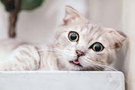 Recognising Stress In Your Cat