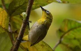 Rm30 sekor, kira burung mata putih yg pertama aku bela le. Indian White Eye Wikiwand