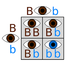 Green is dominant to yellow. Punnett Square Definition Example Praxis Class Video Study Com