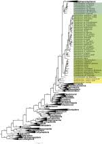 Image result for Pseudocyclosorus pulcher
