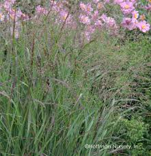 Image result for Panicum repentellum